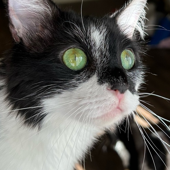 🌻🍄Meet your Posher, Jessica🌷 - Picture 2 of 6